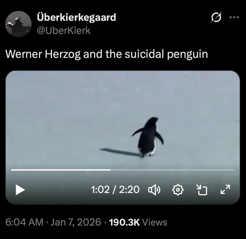 X post with video of penguin venturing alone